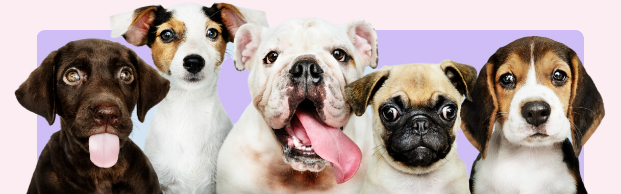 img-cachorro-_-filhote-educado